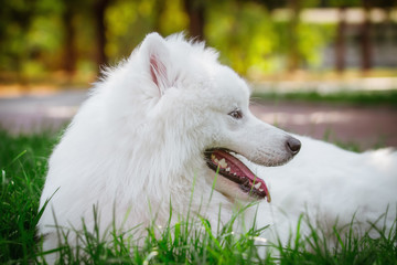 Portrait of Samoyed closeup. Sled dogs.