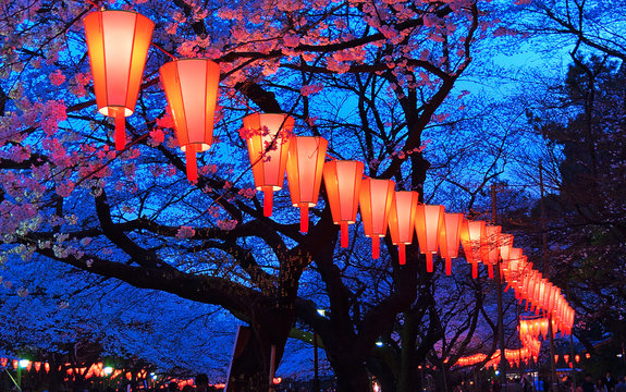 Cherry-Blossom Viewing (O-Hanami) Festival
