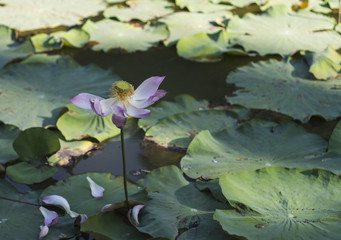 Pink lotus in pond