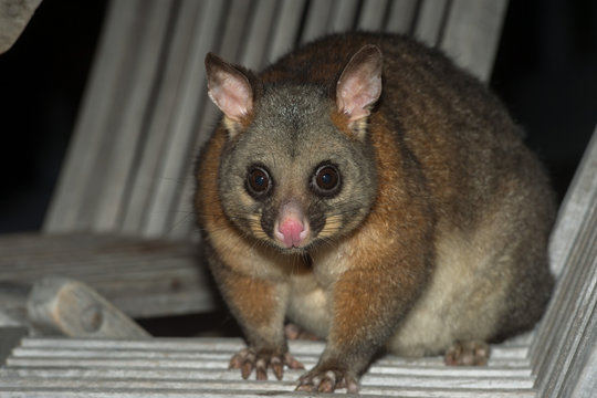 brush tailed possum raccoon in Kangaroo Island