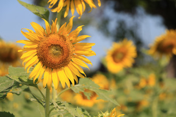 Sunflower in the field, selective focus, front view