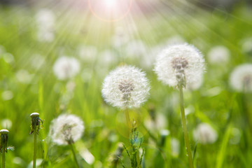 dandelion field of green grass