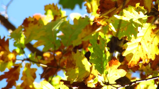 Oak tree leaves in autumn colors