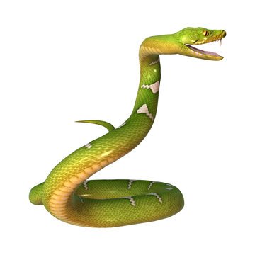Green Tree Python on White