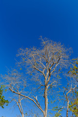 Tree against the sky background