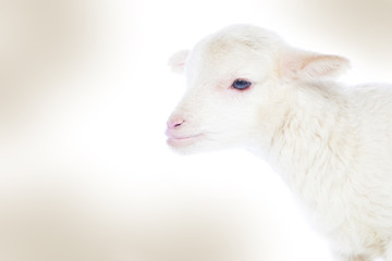 Naklejka premium White baby lamb