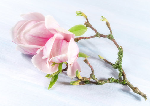 Background with magnolia flowers. Spring background.
