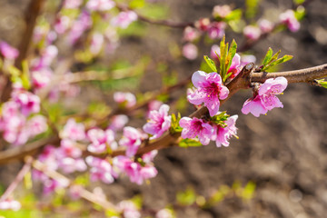 Cherry blossom, cherry tree, bud, bee, shallow depth of field.
