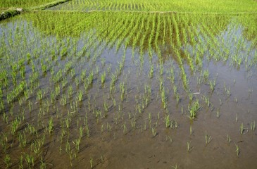 Young rice in rice paddy field