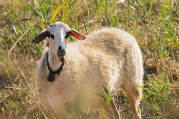 Funny sheep portrait at a meadow.
