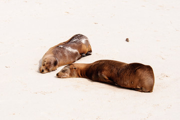 Mother and pup sea lions on the beach in the Galapagos