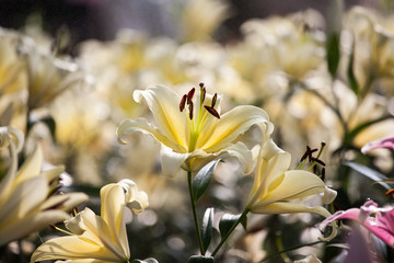 Obraz na płótnie Canvas Closeup shot of white lily