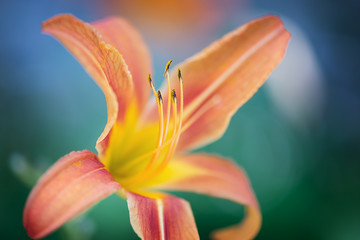 Close yp of an orange lily © bubblegirlphoto