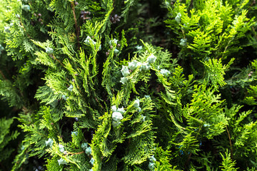 コノテガシワの実