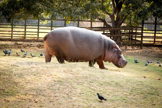 Hippo in hot day