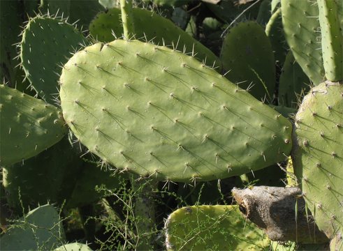 Pala di ficodindia
