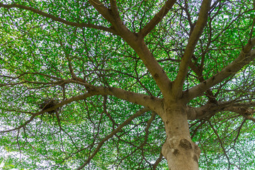 Many branches of leaf