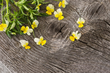 Obraz premium Violets flowers on wooden background