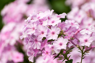 Phlox close up