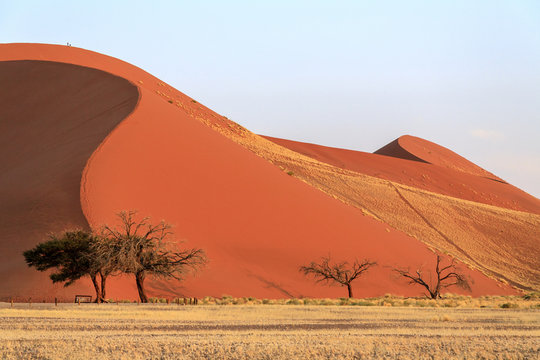 Dune 45 the star dune composed of 5 million year old sand, Sossusvlei, Namib Desert, Namib Naukluft National Park, Namibia