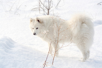 Fototapeta premium Samoyed biały pies na śniegu