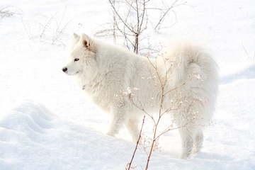 Samoyed white dog on snow