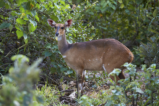 Bushbuck (Imbabala) (Tragelaphus sylvaticus) female, Kruger National Park