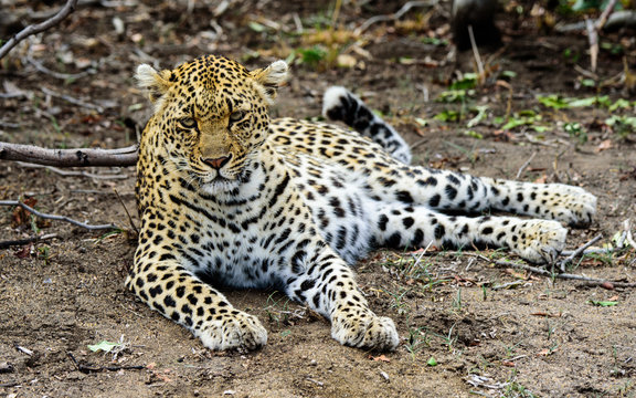 Female Leopard resting