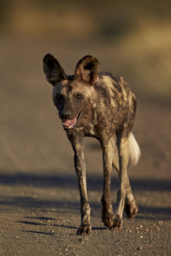 African wild dog (African hunting dog) ( Cape hunting dog) (Lycaon pictus) running, Kruger National Park