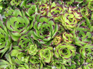 Rosettes of the succulent plant Common houseleek