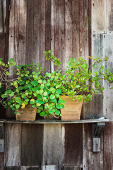 Fototapeta na wymiar Green plant pot place on wooden wall