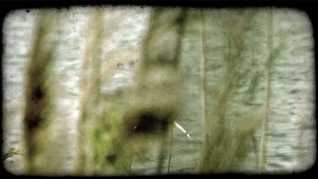 Willows near water. Vintage stylized video clip.