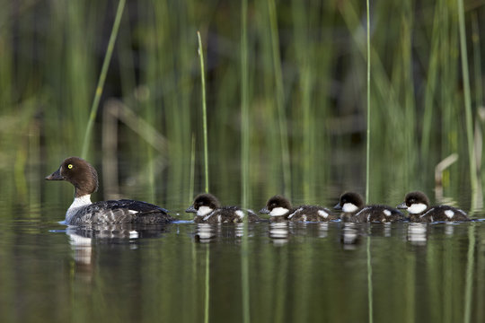 Common Goldeneye (Bucephala clangula) female swimming with four chicks, Lac Le Jeune Provincial Park, British Columbia, Canada