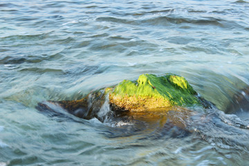 green algae on the rock