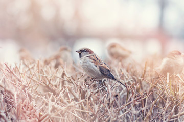 Sparrow bird sitting on a bare winter branches