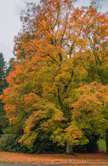Naklejka premium Acer rubrum in autumn