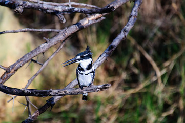 A Pied Kingfisher resting on a branch