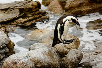 A leaping African Penguin