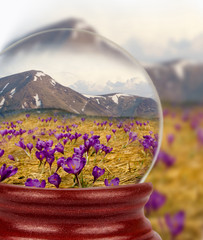 Nature in the glass ball. Crocus on background of mountains