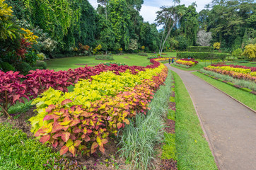 Fototapeta na wymiar Royal Botanical Garden Peradeniya. Sri Lanka