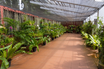 Orchid pavillion in the Royal Botanical Garden Peradeniya. SriLanka