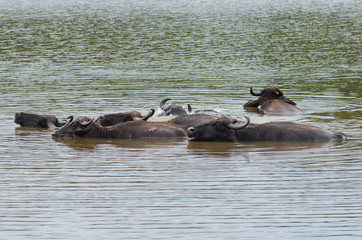 Bathing bulls in Yala National Park. Sri-Lanka