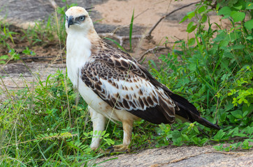 Changeable Hawk-eagle in Yala National Park. Sri-Lanka