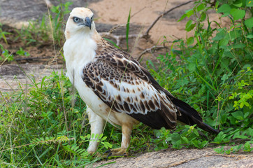 Changeable Hawk-eagle in Yala National Park. Sri-Lanka