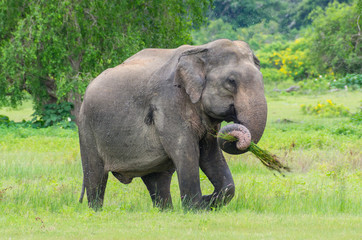 Naklejka na ściany i meble Sri Lankan elephant eating grass in Yala national park
