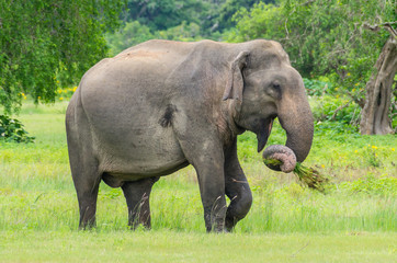 Naklejka na ściany i meble Sri Lankan elephant eating grass in Yala national park