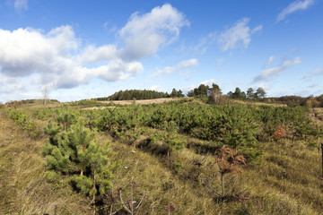 Fototapeta na wymiar planting of spruce forest 