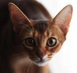Abyssinian cat staring at the camera