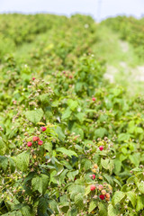 Obraz premium raspberry bushes