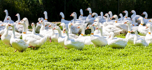 Naklejka premium goose farm, Czech Republic